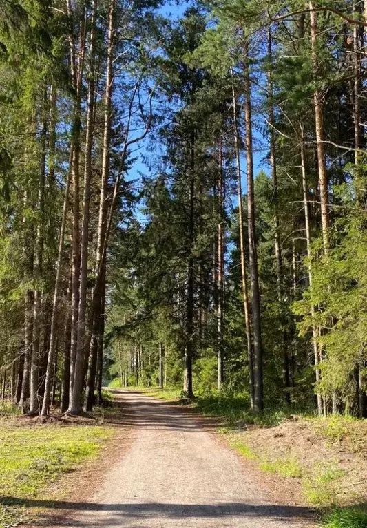 Участок в Московская область, Мытищи городской округ, д. Семенищево ... - Фото 1