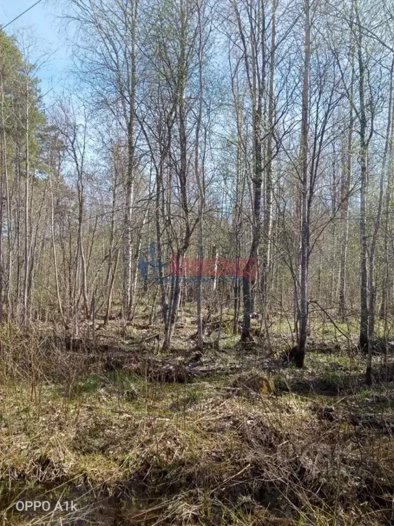 Участок в Ленинградская область, Приозерский район, Ларионовское ... - Фото 2