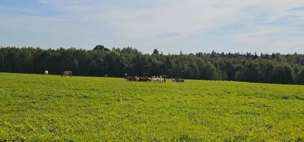 Участок в Московская область, Клин городской округ, д. Иевлево  (13.0 ... - Фото 2