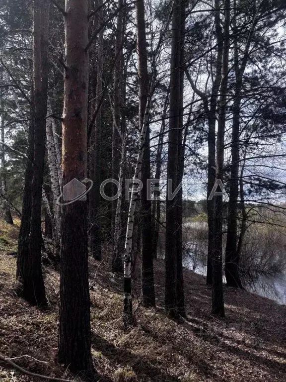 Участок в Тюменская область, Тюменский район, д. Криводанова  (10.0 ... - Фото 1