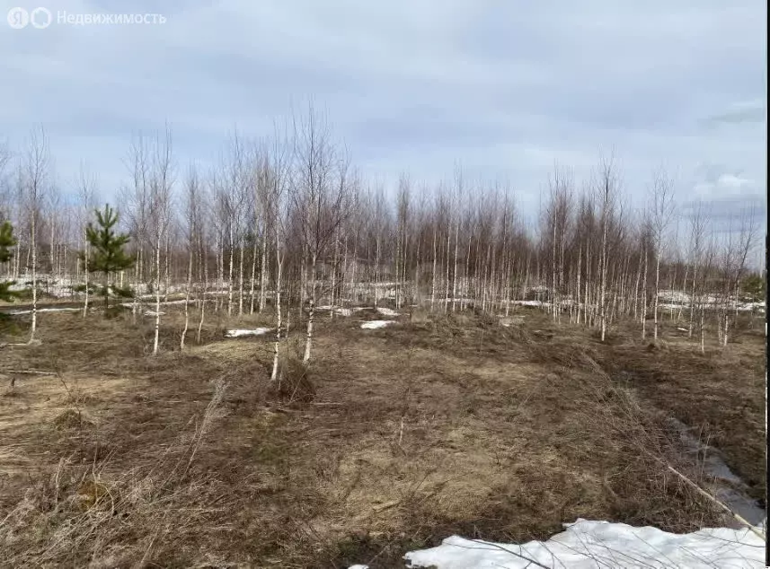 Участок в Медведевский район, Азяковское сельское поселение, деревня ... - Фото 2
