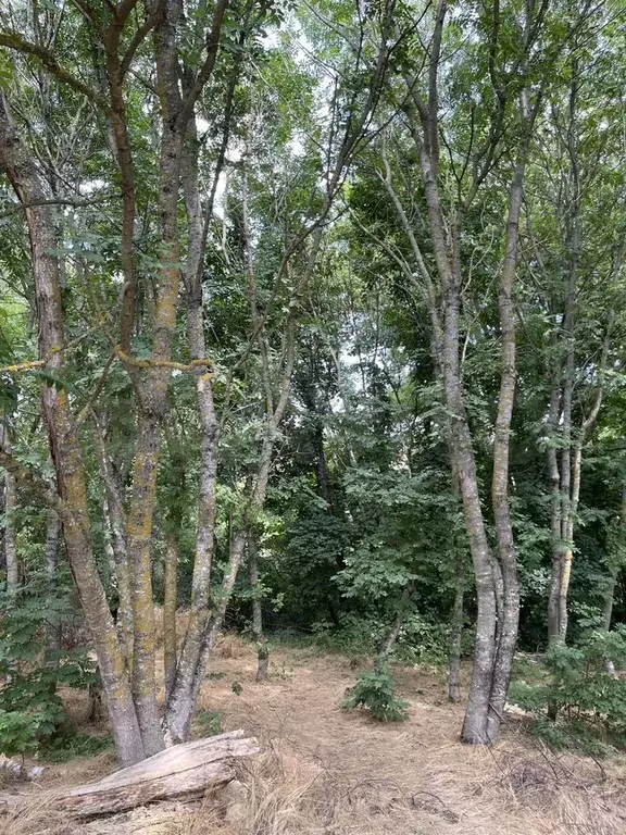 Участок 5,4 сот. (СНТ, ДНП) - Фото 1