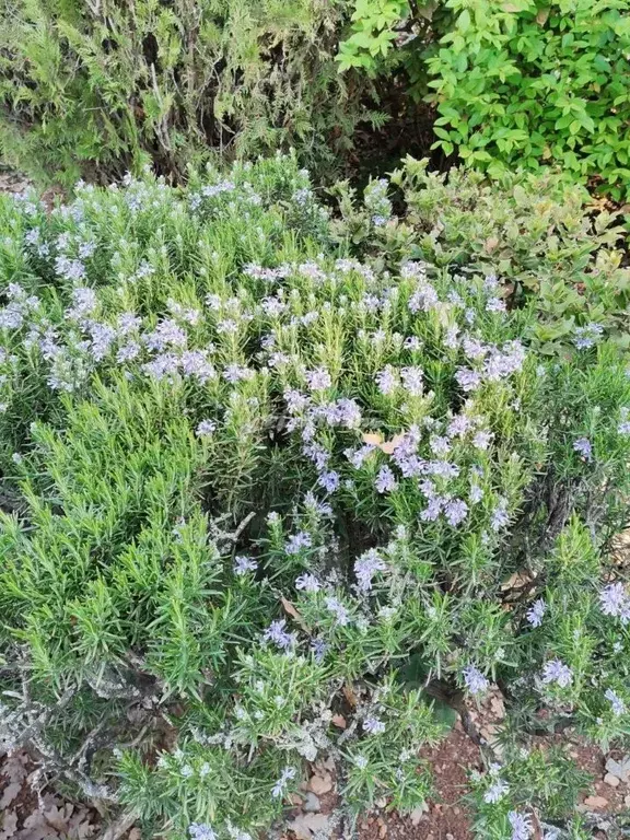 Участок в Крым, Симферопольский район, Урожайновское с/пос, Земляничка ... - Фото 1