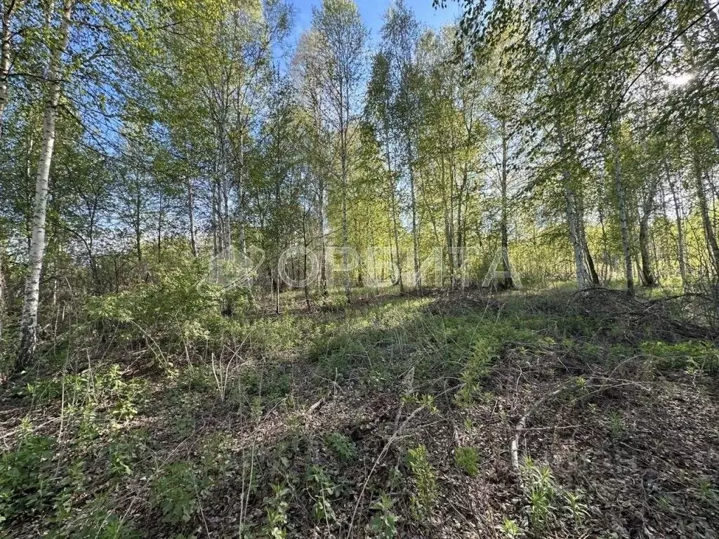 Участок в Тюменская область, Нижнетавдинский муниципальный округ, ... - Фото 1