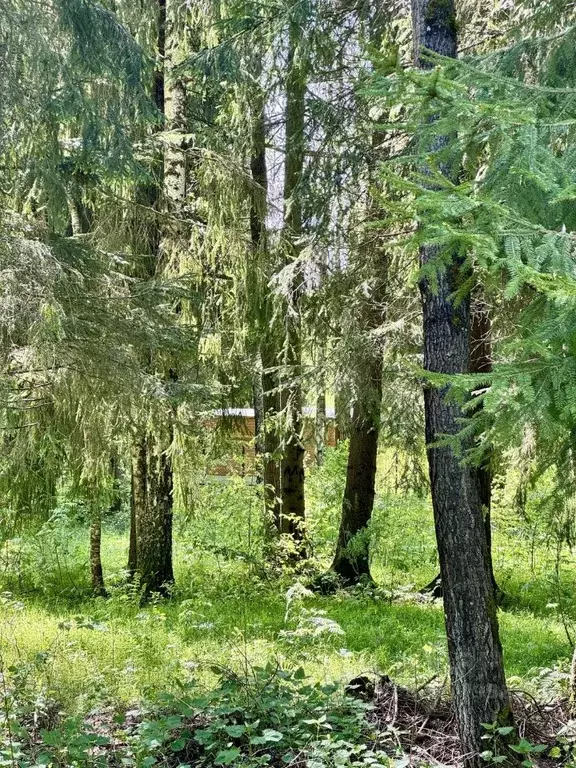 Участок в Московская область, Одинцовский городской округ, Островка ... - Фото 1