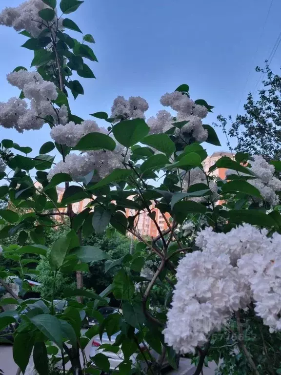 2-к кв. Москва Вересковая ул., 1к2 (59.9 м) - Фото 2