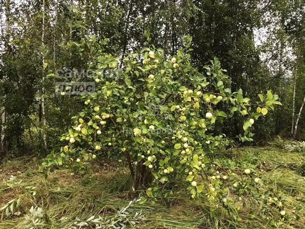 Участок в Московская область, Ступино городской округ, Лесная Поляна-7 ... - Фото 0