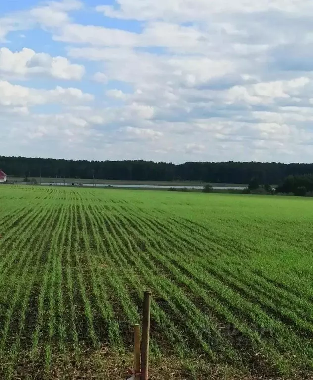 Участок в Новосибирская область, Ордынский район, Новопичуговский ... - Фото 2