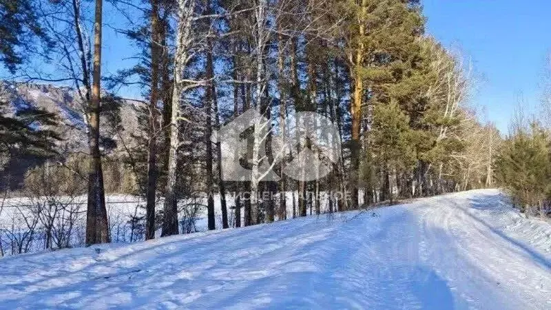 Участок в Алтай, Майминский район, Соузгинское с/пос, пос. Турбаза ... - Фото 2