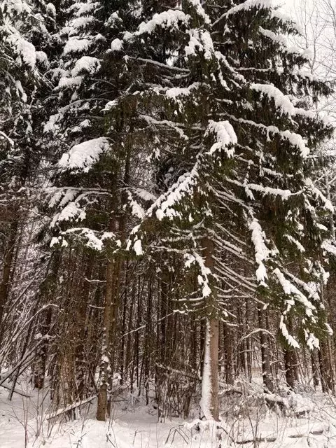 Участок в Московская область, Волоколамский муниципальный округ, ... - Фото 1