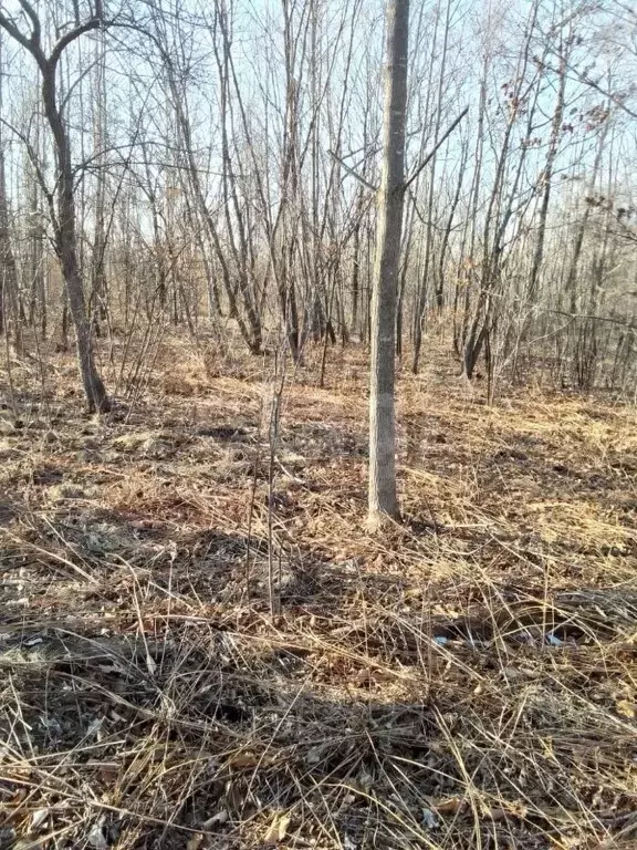 Участок в Приморский край, Артемовский городской округ, с. Кролевцы  ... - Фото 1