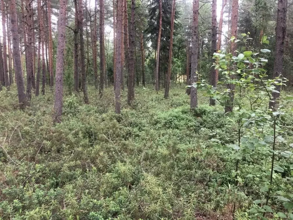 Участок в Ленинградская область, Кировский район, Синявинское ... - Фото 2