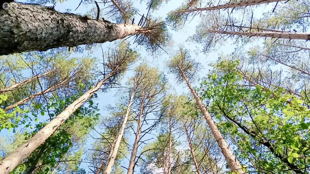 Участок в Тамбовский муниципальный округ, село Большая Липовица (12.91 ... - Фото 1