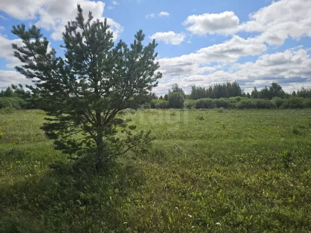 Участок в Тюменская область, Тюменский район, с. Салаирка  (12.0 сот.) - Фото 1