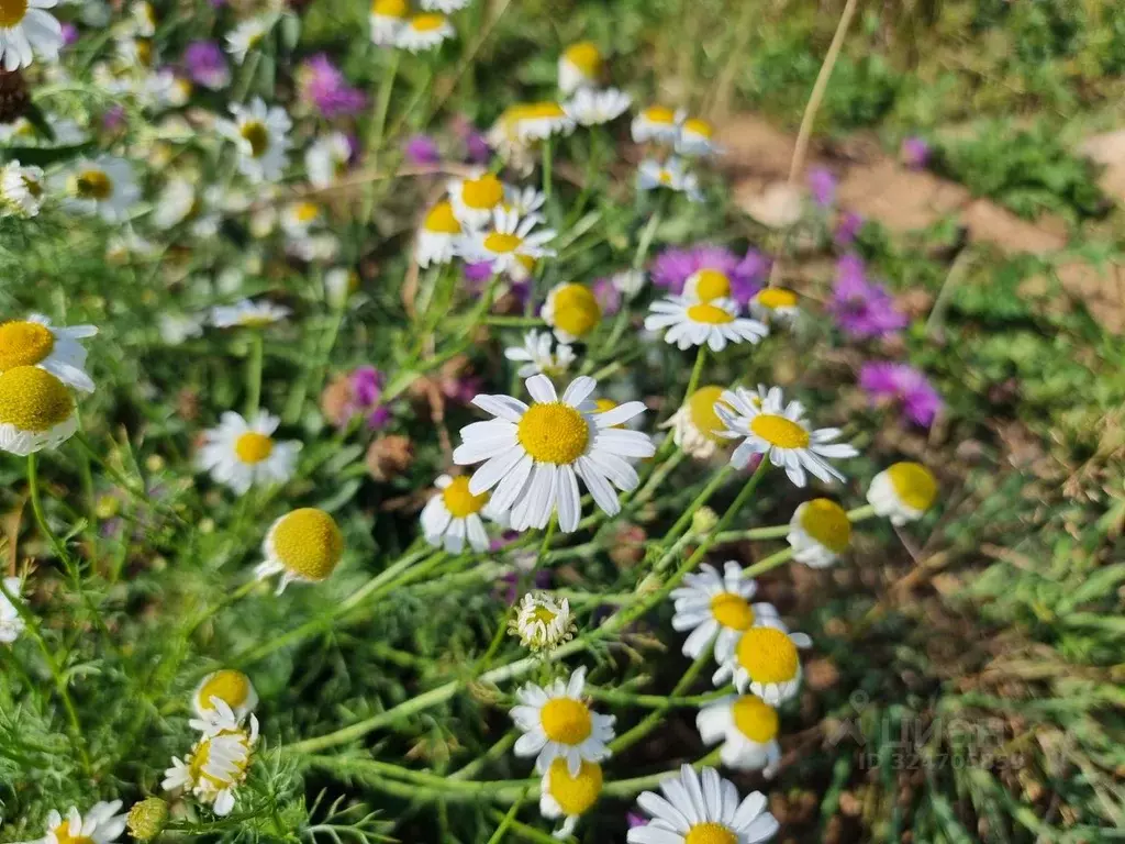 Участок в Ярославская область, Ярославский муниципальный округ, д. ... - Фото 1