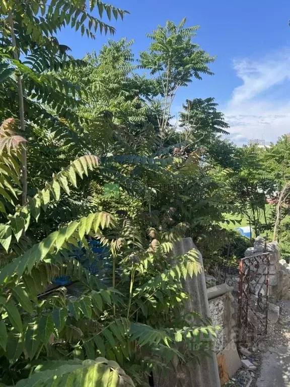 Комната Севастополь ул. Мечникова, 23 (6.0 м) - Фото 2