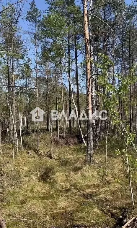 Участок в Ленинградская область, Всеволожское городское поселение, ... - Фото 2