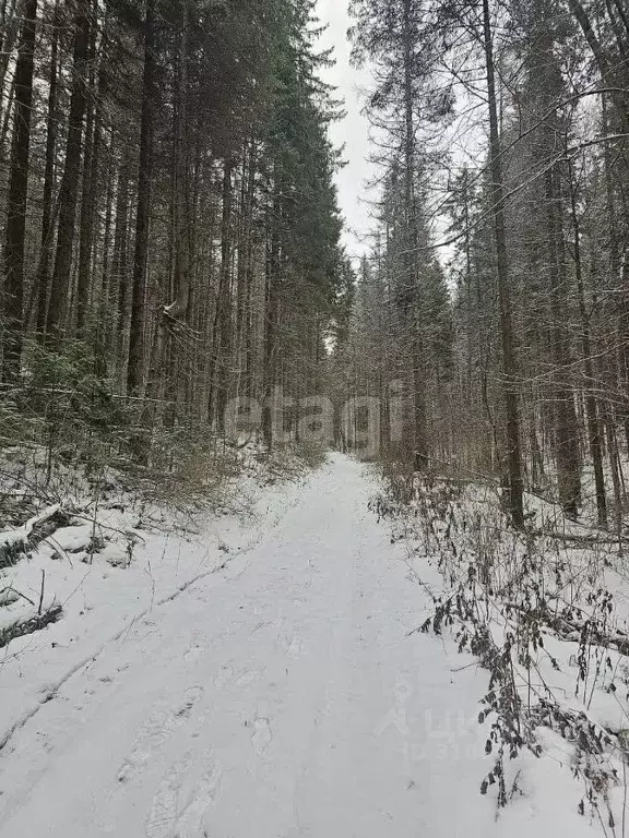 Участок в Пермский край, Добрянский городской округ, д. Залесная  (8.1 ... - Фото 1