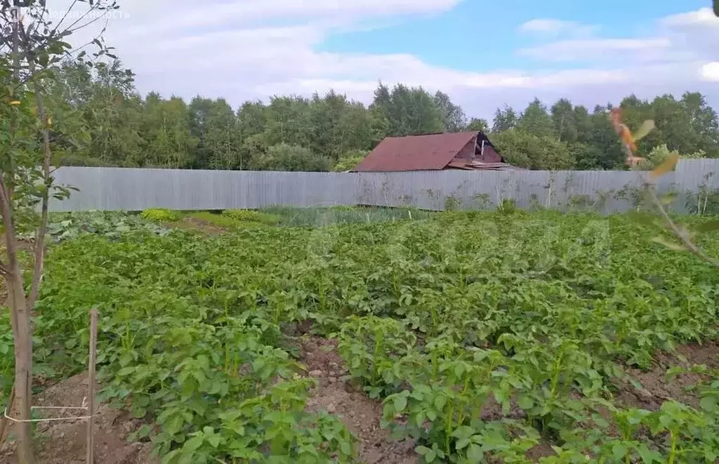 Участок в Тюменская область, село Ярково (5.9 м) - Фото 1