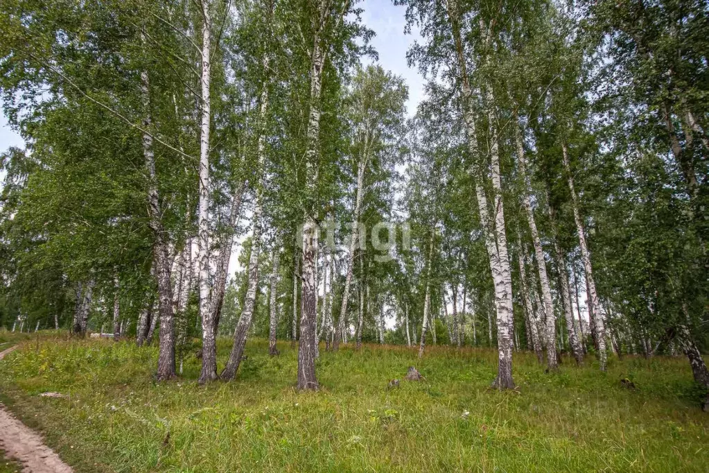 Участок в Новосибирская область, Новосибирский район, Каменский ... - Фото 0