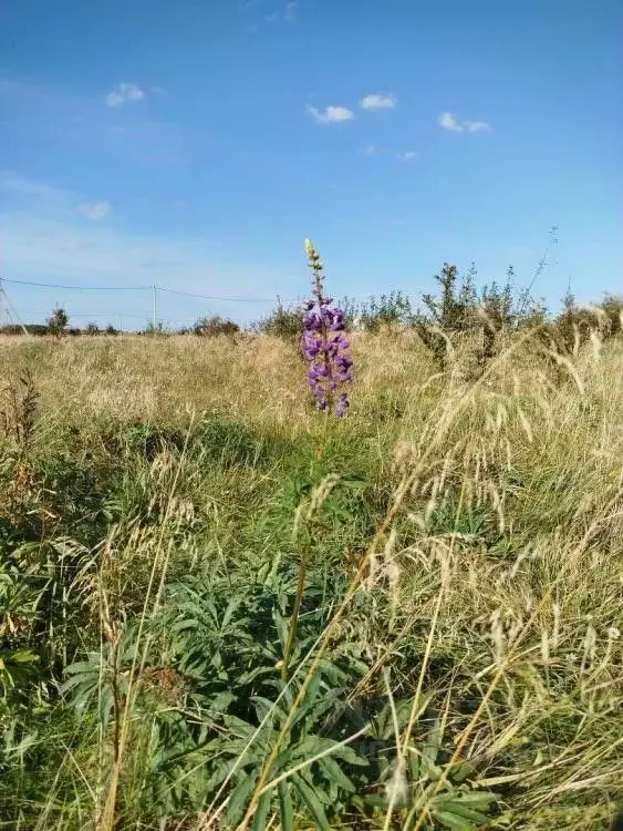 Участок в Калининградская область, Калининград  (6.0 сот.) - Фото 2