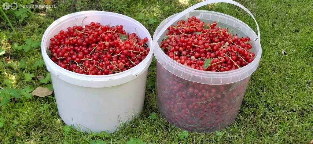 Участок в Санкт-Петербург, садоводческое некоммерческое товарищество ... - Фото 1