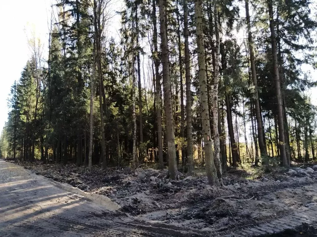 Участок в Ленинградская область, Всеволожск (10.58 м) - Фото 2