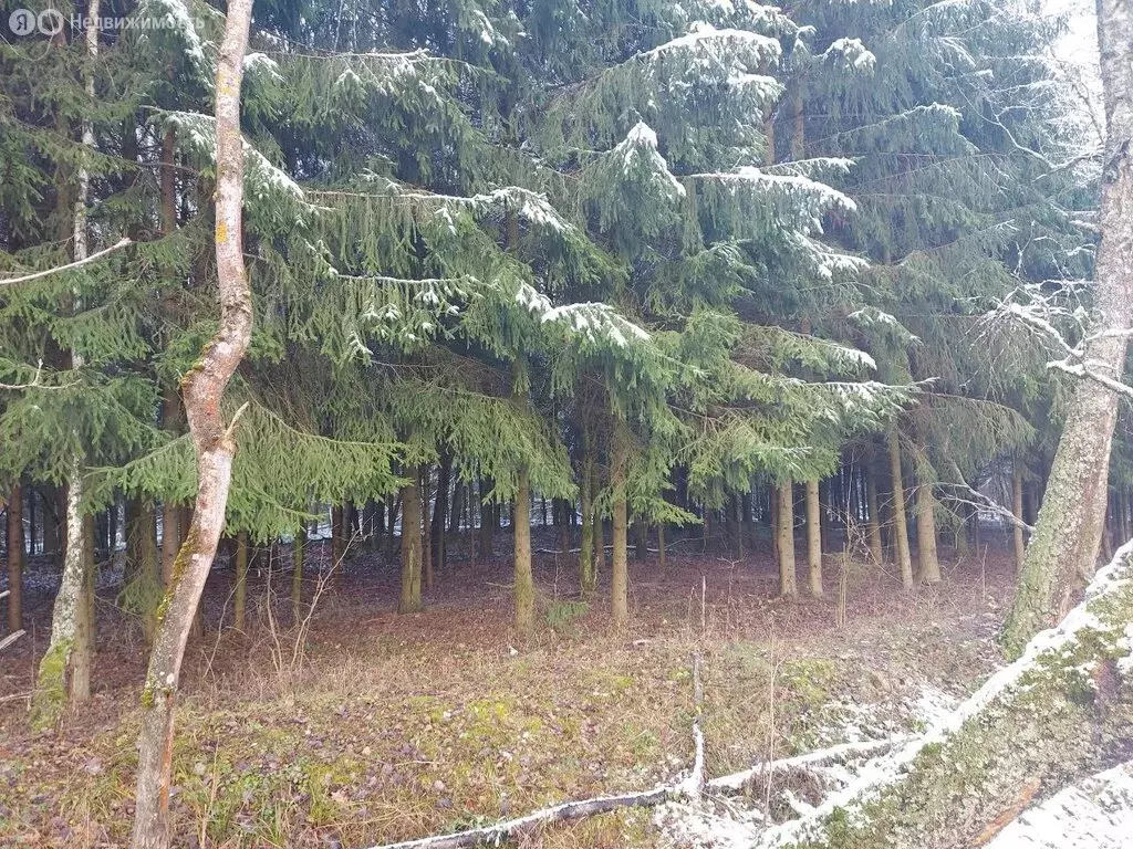 Участок в Малахово, квартал Малахово-2, Январская улица (24 м) - Фото 1