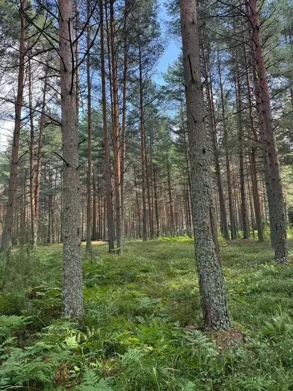 Участок в Тверская область, Конаковский муниципальный округ, д. ... - Фото 2