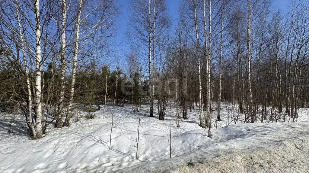 Участок в Ярославская область, Некрасовский муниципальный округ, д. ... - Фото 2