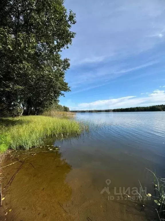 Участок в Ленинградская область, Приозерский район, Раздольевское ... - Фото 1