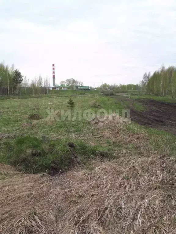 Участок в Новосибирская область, Новосибирский район, Станционный ... - Фото 1