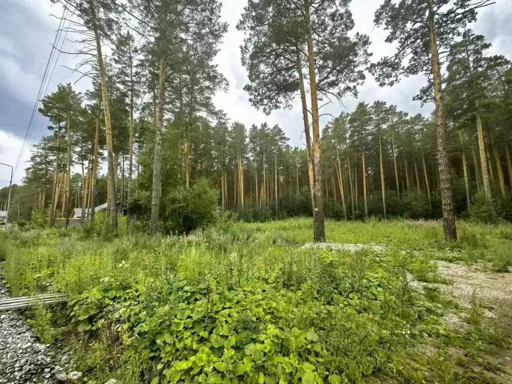 Участок в Свердловская область, Сысерть ул. Березовая (16.5 сот.) - Фото 1