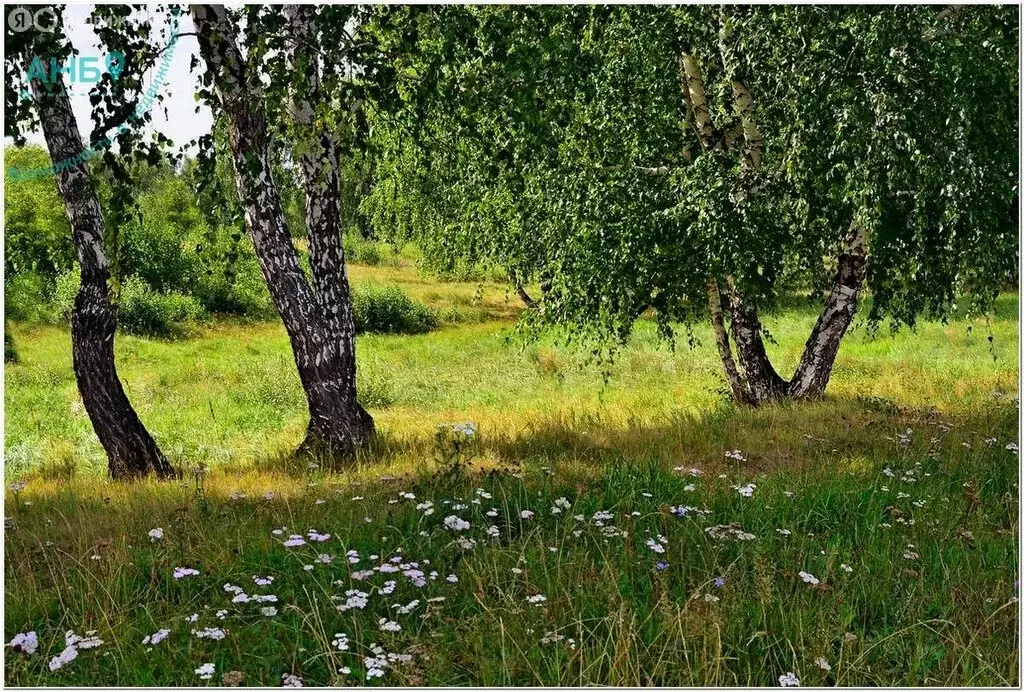 Участок в Новосибирский район, Берёзовский сельсовет, СНТ Сельский ... - Фото 1