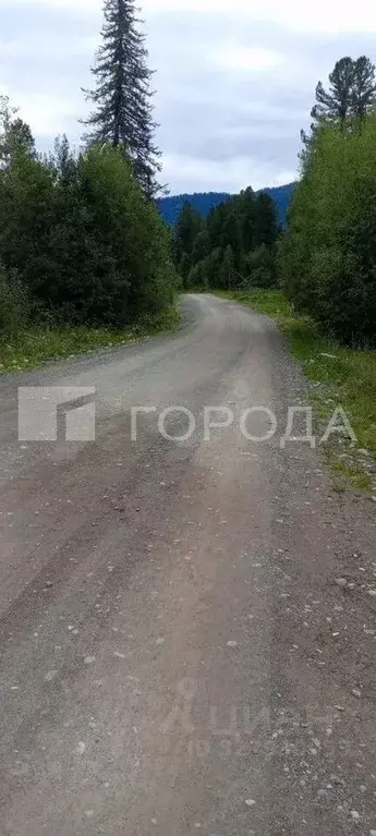 Участок в Алтай, Турочакский район, с. Артыбаш ул. Березовая (24.0 ... - Фото 1