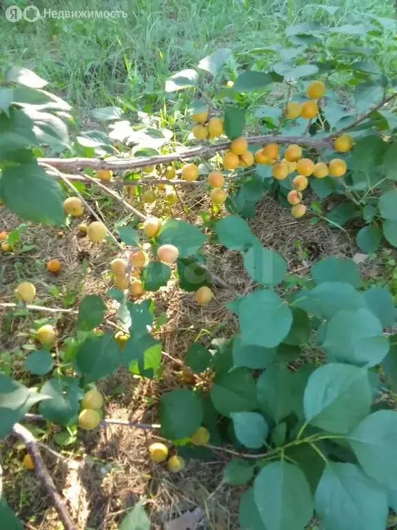 Дом в село Волково, улица Ленина (48 м) - Фото 2