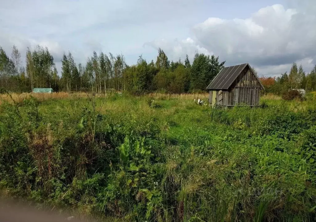 Участок в Ленинградская область, Кингисеппский район, Большелуцкое ... - Фото 2
