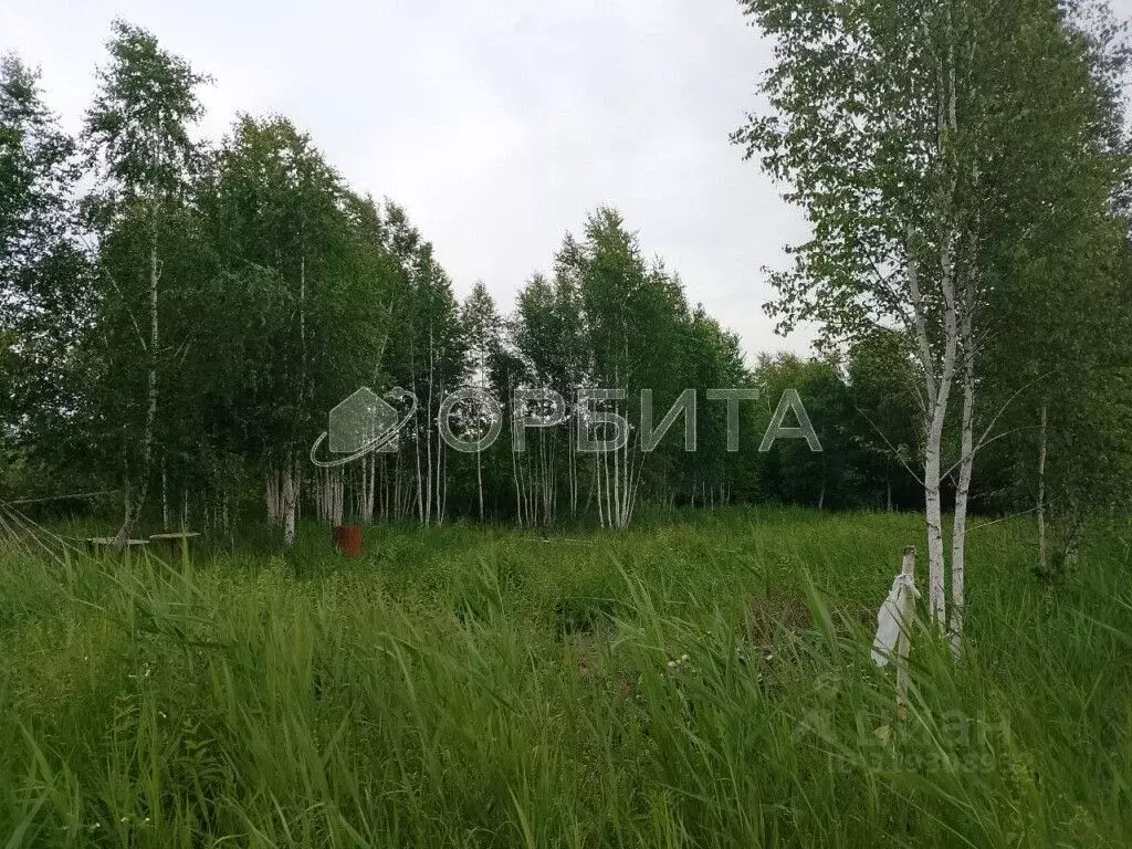 Участок в Тюменская область, Тюменский район, Янтарное ДНТ ул. ... - Фото 1