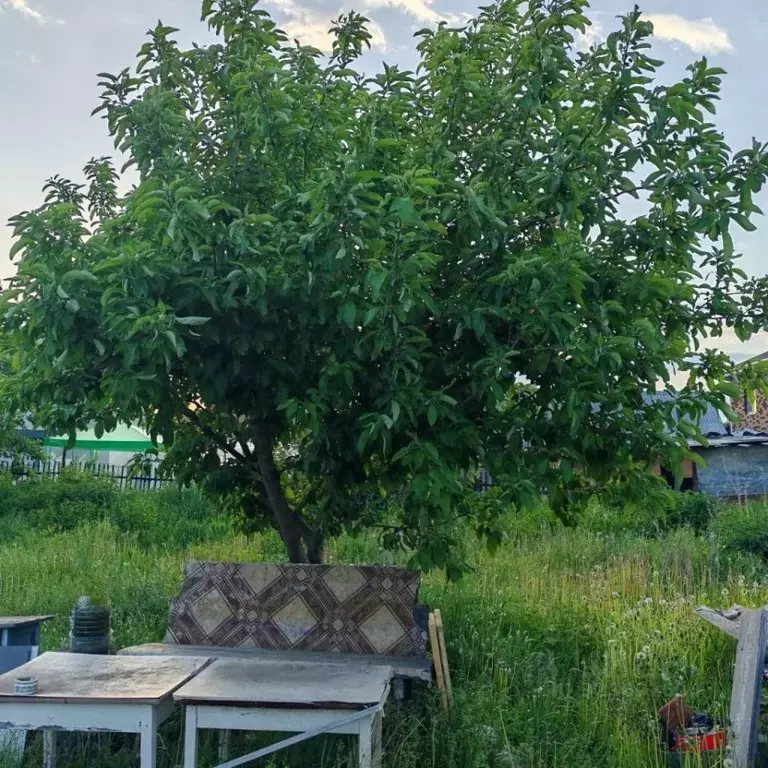 Участок в Нижегородская область, Дзержинск Дачный тер., ул. Дачная, 25 ... - Фото 1