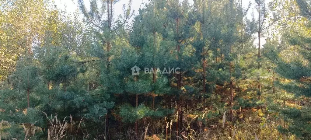 Участок в Владимирская область, Судогодский район, д. Аксеново  (36.0 ... - Фото 2