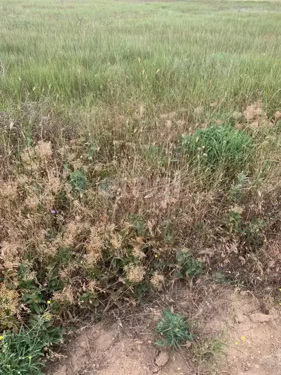 Участок в Крым, Черноморский район, Оленевское с/пос, с. Оленевка  ... - Фото 1