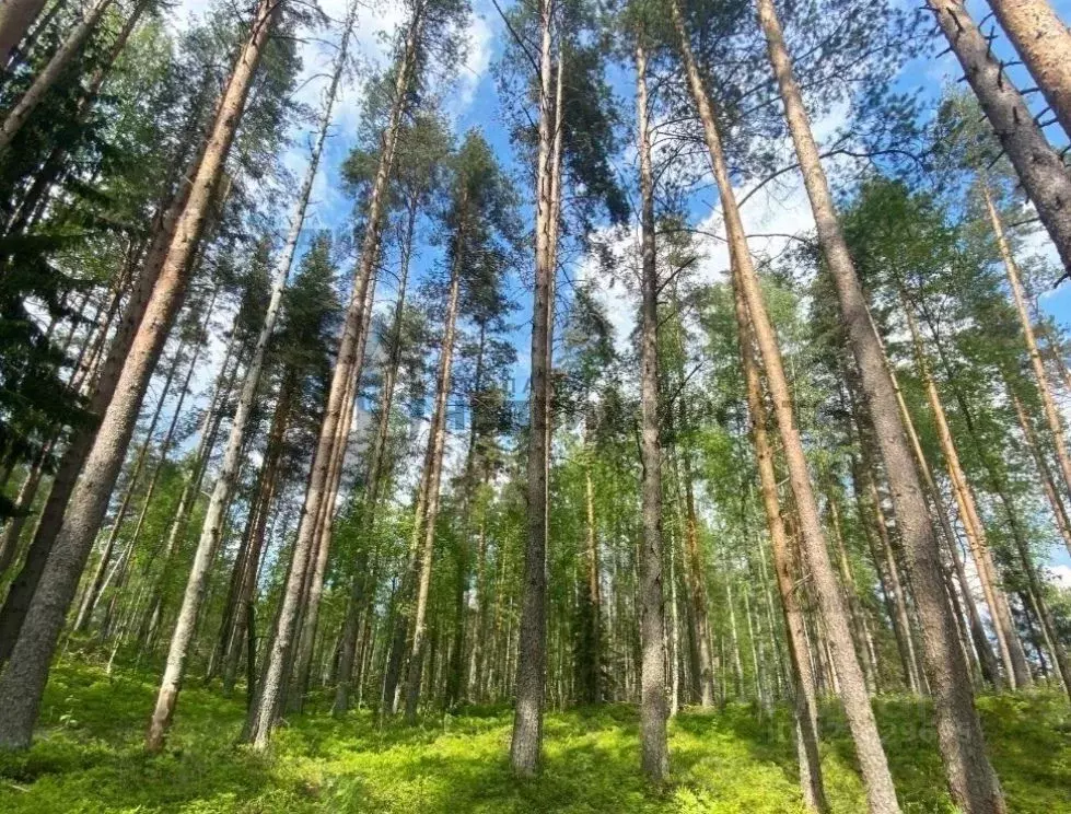 Участок в Ленинградская область, Всеволожский район, Куйвозовское ... - Фото 2