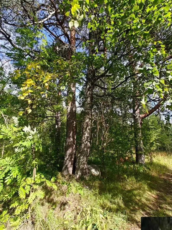 Участок в Карелия, Медвежьегорский муниципальный округ, пос. Великая ... - Фото 2