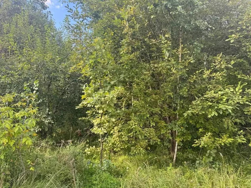 Участок в Московская область, Богородский городской округ, д. ... - Фото 1