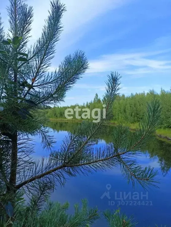 Участок в Ленинградская область, Всеволожский район, Рахьинское ... - Фото 0