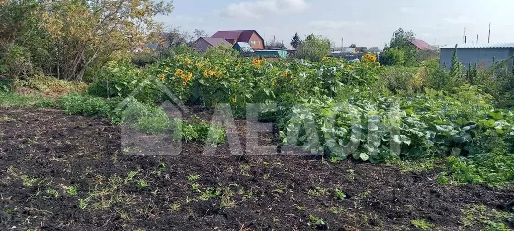 Участок в Омская область, Любинский рп ул. Южная, 49 (6.0 сот.) - Фото 2