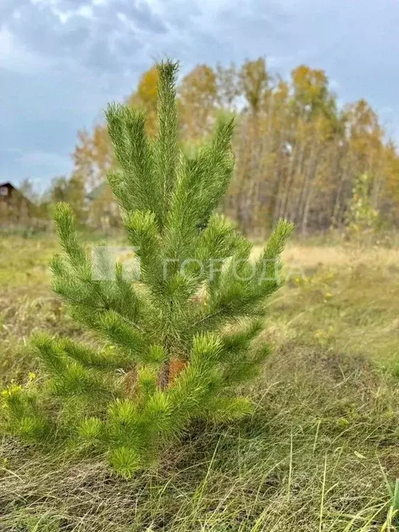 Участок в Новосибирская область, Новосибирский район, Кубовинский ... - Фото 1