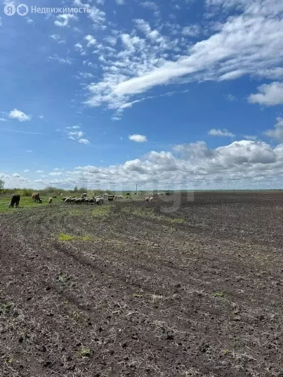 Участок в Курганская область, Кетовский муниципальный округ, село ... - Фото 0