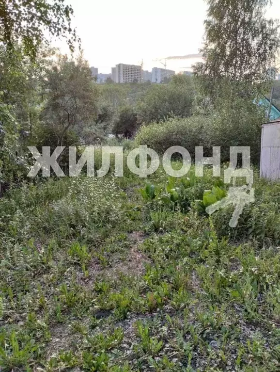 Участок в Новосибирская область, Новосибирск Цветущая Плющиха садовое ... - Фото 0