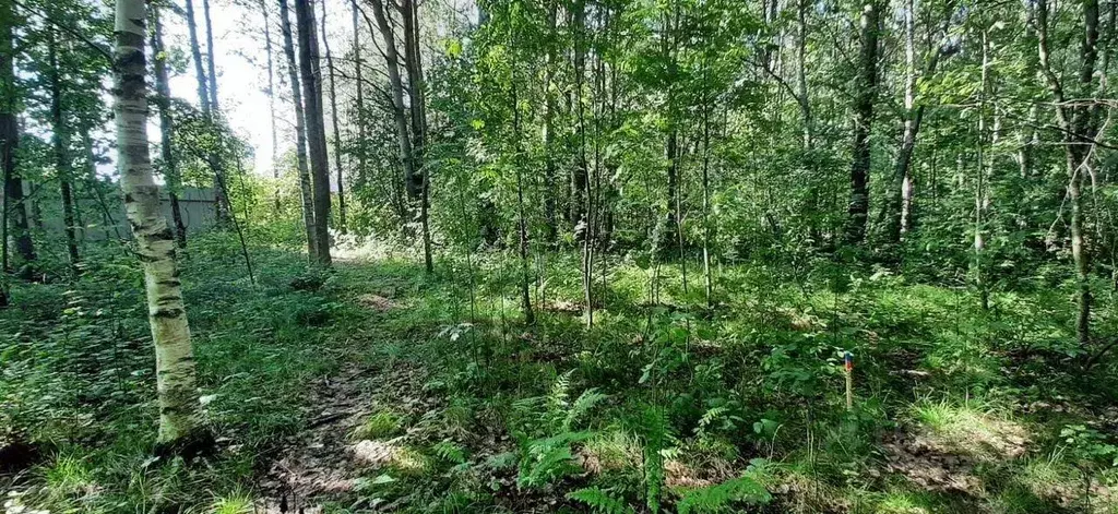 Участок, 20 сот., поселения (ижс) - Фото 1